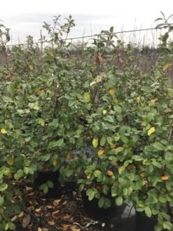 Michelia (Fairy Magnolia 'Blush') -Planten Verkoopwinkel fairyblush