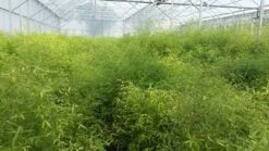 Bamboe (Fargesia Rufa) 25 Bamboe (Fargesia Rufa) -Planten Verkoopwinkel fargesia 1