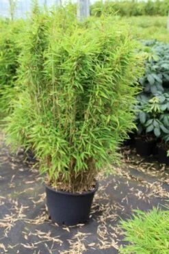 Niet Woekerende Bamboe (Fargesia Robusta) -Planten Verkoopwinkel fargesia 1 1
