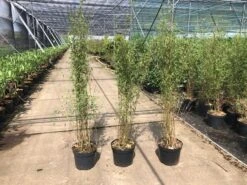 Niet Woekerende Bamboe (Fargesia 'Jiuzhaigou') -Planten Verkoopwinkel fargesia 2