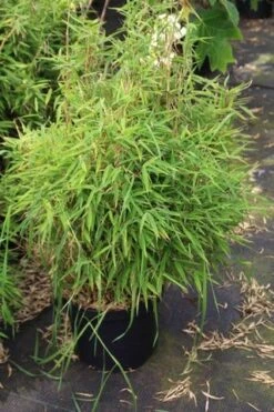 Niet Woekerende Bamboe (Fargesia Robusta) -Planten Verkoopwinkel fargesia 2