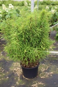 Niet Woekerende Bamboe (Fargesia Robusta) -Planten Verkoopwinkel fargesia 3 1