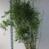 Niet-woekerende Bamboe (Fargesia Denudata) -Planten Verkoopwinkel fargesia denudata 125 150 cm co. 18l kopie 2 1 1