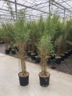 Niet Woekerende Bamboe (Fargesia 'Jiuzhaigou') -Planten Verkoopwinkel fargesia jiu 1