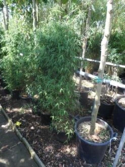 Niet Woekerende Bamboe (Fargesia 'Jiuzhaigou') -Planten Verkoopwinkel fargesia jiu 125 150 c12 1