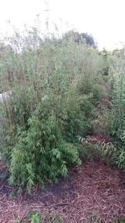 Niet Woekerende Bamboe (Fargesia 'Jiuzhaigou') -Planten Verkoopwinkel fargesia jiuzaghou 1