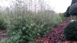 Niet Woekerende Bamboe (Fargesia 'Jiuzhaigou') -Planten Verkoopwinkel fargesia jiuzaghou 4 1 1