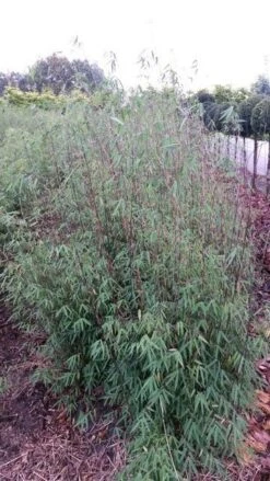 Niet Woekerende Bamboe (Fargesia 'Jiuzhaigou') -Planten Verkoopwinkel fargesia jiuzaghou 4 2 1