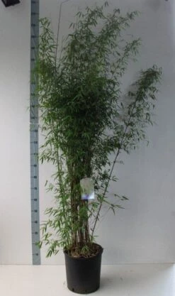 Niet Woekerende Bamboe (Fargesia 'Jiuzhaigou') -Planten Verkoopwinkel fargesia juizhaigo 125 150 co. 18l kopie kopie 1
