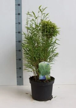 Niet Woekerende Bamboe (Fargesia Murieliae 'Bimbo') -Planten Verkoopwinkel fargesia m bimbo 40 50 cm co. 5l kopie