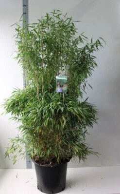 Niet Woekerende Bamboe (Fargesia Murieliae 'Jumbo') -Planten Verkoopwinkel fargesia m super jumbo 125 150 co. 30l kopie 1