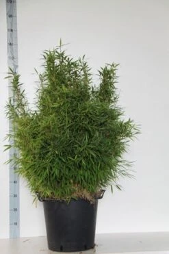 Niet Woekerende Bamboe (Fargesia Murieliae 'Bimbo') -Planten Verkoopwinkel fargesia mur. bimbo 80 100 cm co. 30l