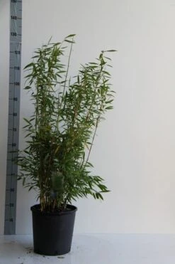 Niet Woekerende Bamboe (Fargesia 'Panda') -Planten Verkoopwinkel fargesia mur. dino 80 100 cm co. 12l v 1