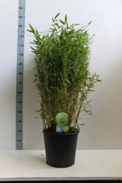 Niet Woekerende Bamboe (Fargesia Murieliae 'Simba') -Planten Verkoopwinkel fargesia mur. simba 80 100 cm co. 15l kopie kopie