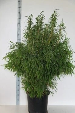 Niet Woekerende Bamboe (Fargesia Murieliae 'Jumbo') -Planten Verkoopwinkel fargesia mur. super jumbo 125 150 cm co.30l