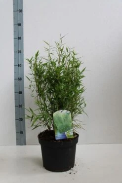 Niet Woekerende Bamboe (Fargesia Murieliae 'Bimbo') -Planten Verkoopwinkel fargesia mur bimbo 40 60 co. 5l kopie 1