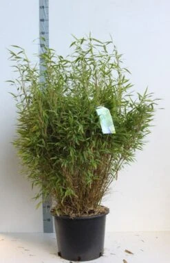 Niet Woekerende Bamboe (Fargesia Murieliae 'Bimbo') -Planten Verkoopwinkel fargesia mur bimbo 80 100 cm co. 25l kopie 1