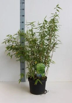 Niet Woekerende Bamboe (Fargesia Murieliae 'Simba') -Planten Verkoopwinkel fargesia mur simba 50 60 cm co.5l kopie 1