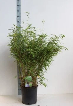 Niet Woekerende Bamboe (Fargesia Murieliae 'Jumbo') -Planten Verkoopwinkel fargesia mur super jumbo 80 100 cm co. 12l. kopie 1
