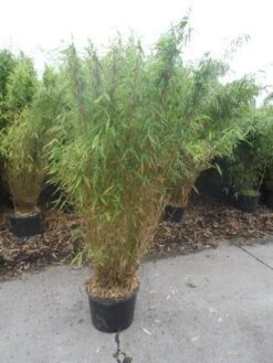 Niet Woekerende Bamboe (Fargesia Murieliae 'Jumbo') -Planten Verkoopwinkel fargesia murieliae jumbo 150 175 c25