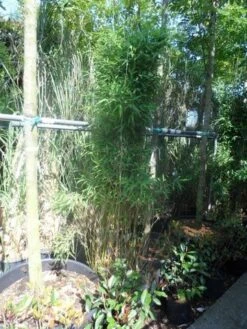 Niet Woekerende Bamboe (Fargesia Murieliae 'Jumbo') -Planten Verkoopwinkel fargesia murieliae jumbo 175 200 c35