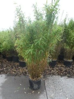 Niet Woekerende Bamboe (Fargesia Murieliae 'Simba') -Planten Verkoopwinkel fargesia murieliae simba 125 150 c20 1