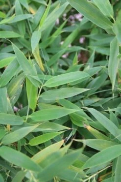 Niet Woekerende Bamboe (Fargesia Murieliae 'Simba') -Planten Verkoopwinkel fargesia murieliae simba 1