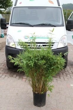 Niet Woekerende Bamboe (Fargesia Murieliae 'Simba') -Planten Verkoopwinkel fargesia murieliae simba 2 1