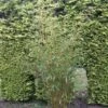 Niet Woekerende Bamboe (Fargesia Robusta) -Planten Verkoopwinkel fargesia robusta 1