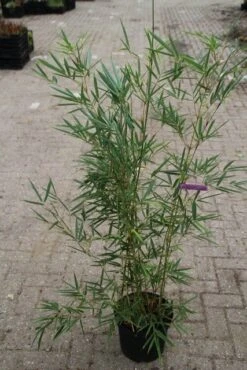 Niet Woekerende Bamboe (Fargesia Robusta) -Planten Verkoopwinkel fargesia robusta 1 1