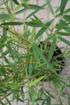 Niet Woekerende Bamboe (Fargesia Robusta) -Planten Verkoopwinkel fargesia robusta 2