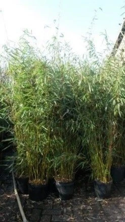 Niet Woekerende Bamboe (Fargesia Robusta) -Planten Verkoopwinkel fargesia rubusta