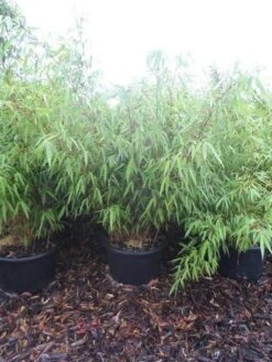 Bamboe (Fargesia Rufa) 24 Bamboe (Fargesia Rufa) -Planten Verkoopwinkel fargesia rufa 100 125 c25 1
