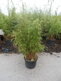 Bamboe (Fargesia Rufa) 23 Bamboe (Fargesia Rufa) -Planten Verkoopwinkel fargesia rufa 80 100 125 c12 1