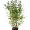 Niet Woekerende Bamboe (Fargesia 'Dino') -Planten Verkoopwinkel fargesiadino01 2