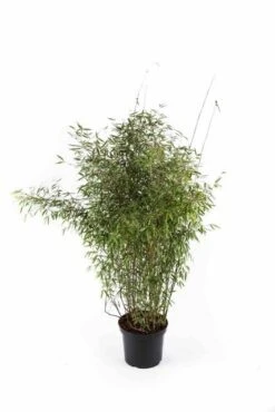 Niet Woekerende Bamboe (Fargesia 'Jiuzhaigou') -Planten Verkoopwinkel fargesiajiuzhaigou01 1