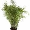 Niet Woekerende Bamboe (Fargesia Murieliae 'Tiny') -Planten Verkoopwinkel fargesiatiny01 1