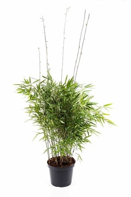 Niet Woekerende Bamboe (Fargesia Nitida 'Trifina') 1 Niet Woekerende Bamboe (Fargesia Nitida 'Trifina')