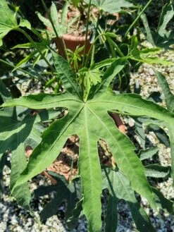 Vingerplant (Fatsia Polycarpa 'Green Fingers') -Planten Verkoopwinkel fatisa polycarpa green fingers 2 1 1