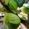 Vijg (Ficus Carica 'Panache') -Planten Verkoopwinkel ficus caira panachee 1