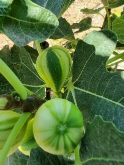 Vijg Op Stam (Ficus Carica 'Panache') -Planten Verkoopwinkel ficus caira panachee 2 1 1