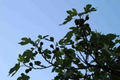 Vijg Op Stam (Ficus Carica) 18 Vijg Op Stam (Ficus Carica) -Planten Verkoopwinkel ficus carica 3