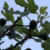 Vijg Op Stam (Ficus Carica) -Planten Verkoopwinkel ficus carica 4