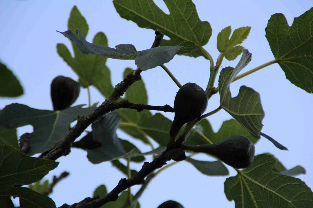 Vijg Op Stam (Ficus Carica) 1 Vijg Op Stam (Ficus Carica)