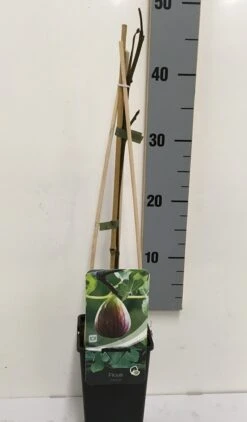 Vijg (Ficus Carica) -Planten Verkoopwinkel ficus carica 50 60 c2 1