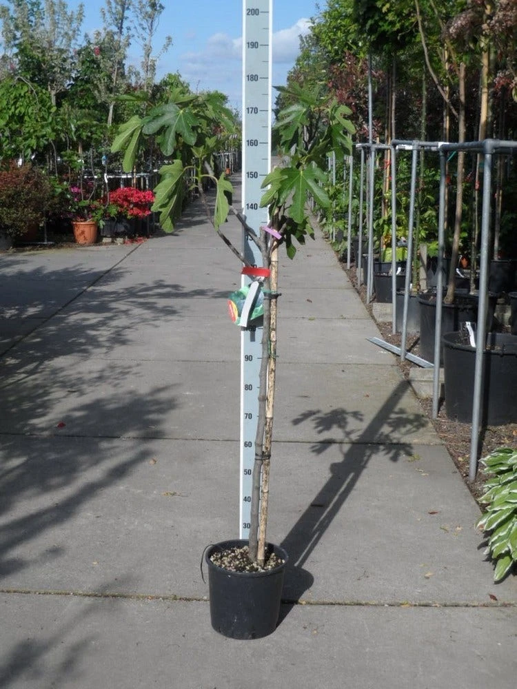 Vijg Op Stam (Ficus Carica) 8 Vijg Op Stam (Ficus Carica) - Afbeelding 8