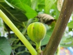 Vijg (Ficus Carica 'Panache') -Planten Verkoopwinkel ficuscaricapanache01