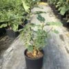 Vijg (Ficus Carica 'Rouge De Bordeaux') -Planten Verkoopwinkel ficuscaricapastiliere01 1 1