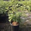 Vijg (Ficus Carica 'Violet Dauphine') -Planten Verkoopwinkel ficuscaricaviolettedauphine01