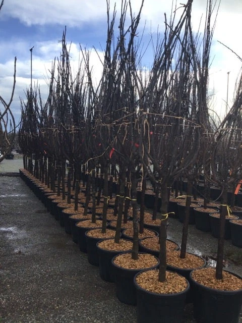 Vijg Als Halfstam (Ficus Carica 'Del Portogallo') 1 Vijg Als Halfstam (Ficus Carica 'Del Portogallo')